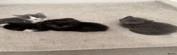British Shorthair cats for sale: British shorthair mixed kittens looking for homes - Advert 3