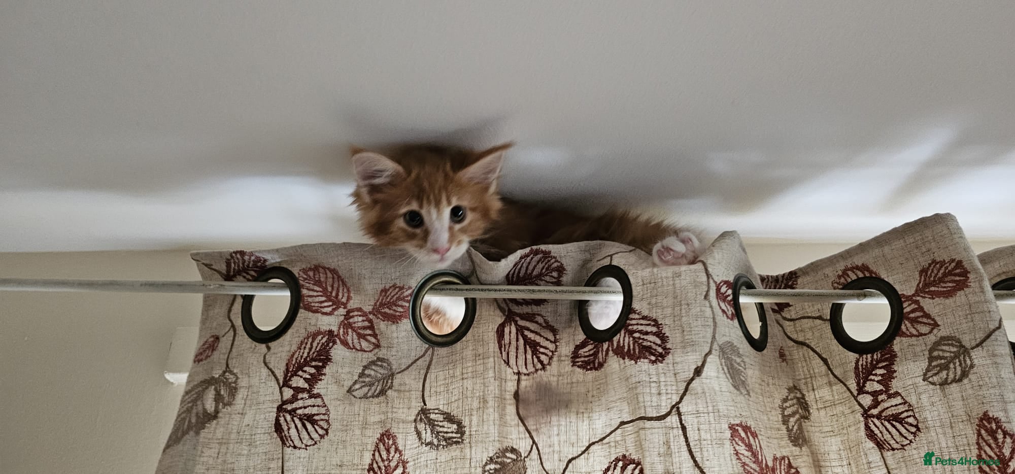 Maine Coon cats TICA reg Maine coons - Advert 2