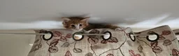 Maine Coon cats for sale: TICA reg Maine coons - Advert 14