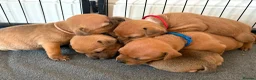 Staffordshire Bull Terrier dogs for sale: KC Red Staffordshire Bull Terriers ❤️❤️🏆🩸 - Advert 6