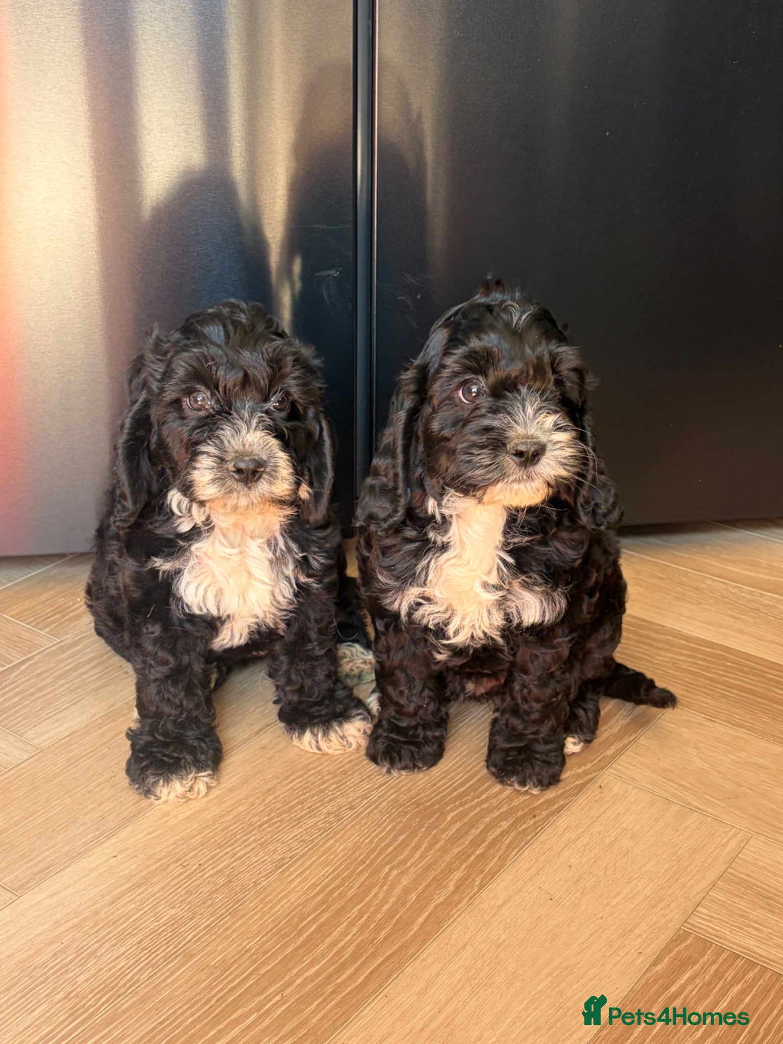 Cockapoo dogs F1 Cockapoo Pups  - Advert 1