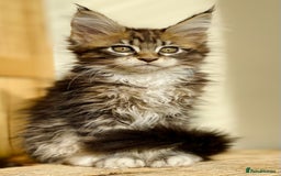Maine Coon cats for sale: Beautiful pure bread maine coon kittens  - Image 22