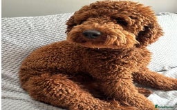 Labradoodle dogs for sale: F1b Miniature Labradoodles  - Image 22