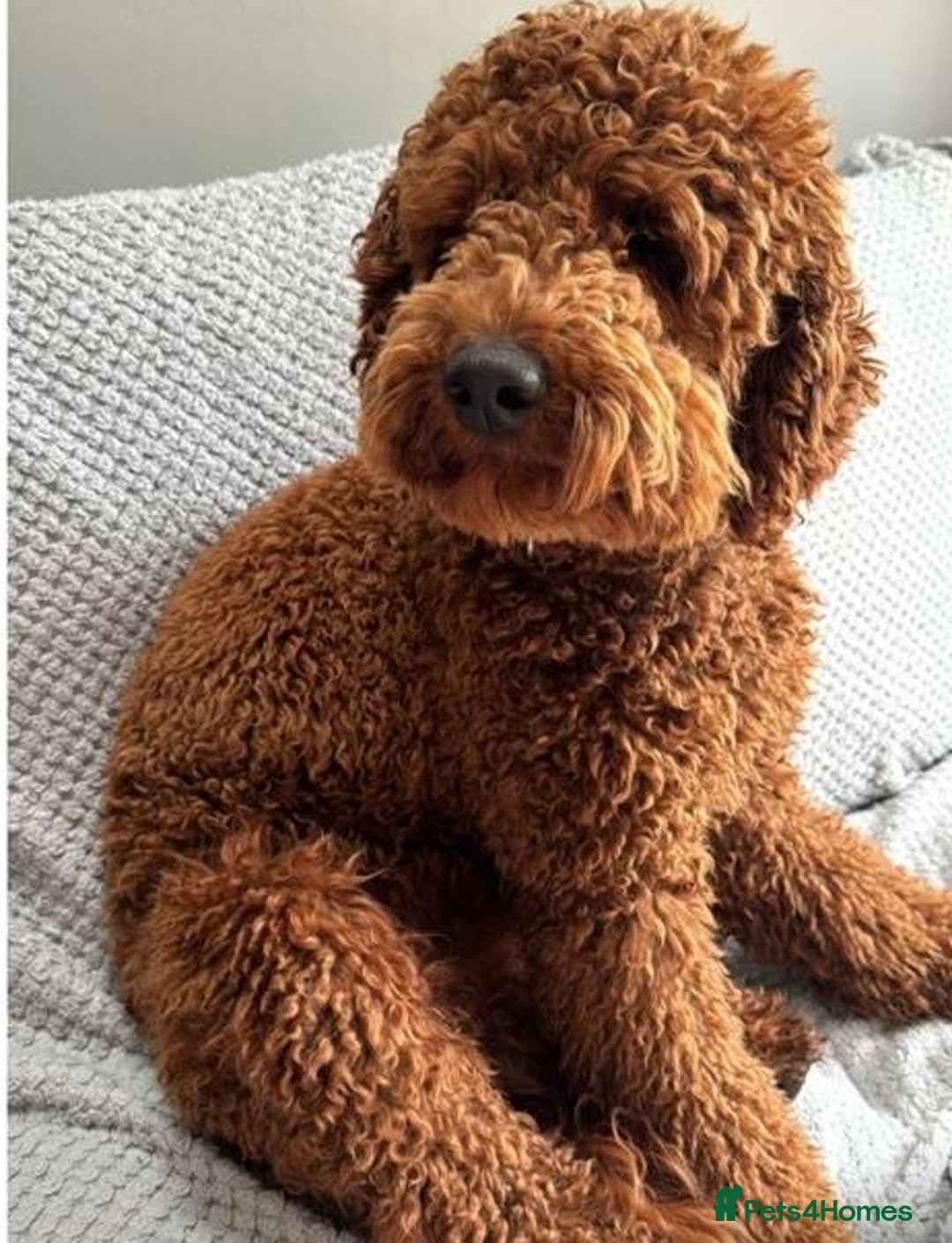 Labradoodle dogs for sale: F1b Miniature Labradoodles  - Image 22