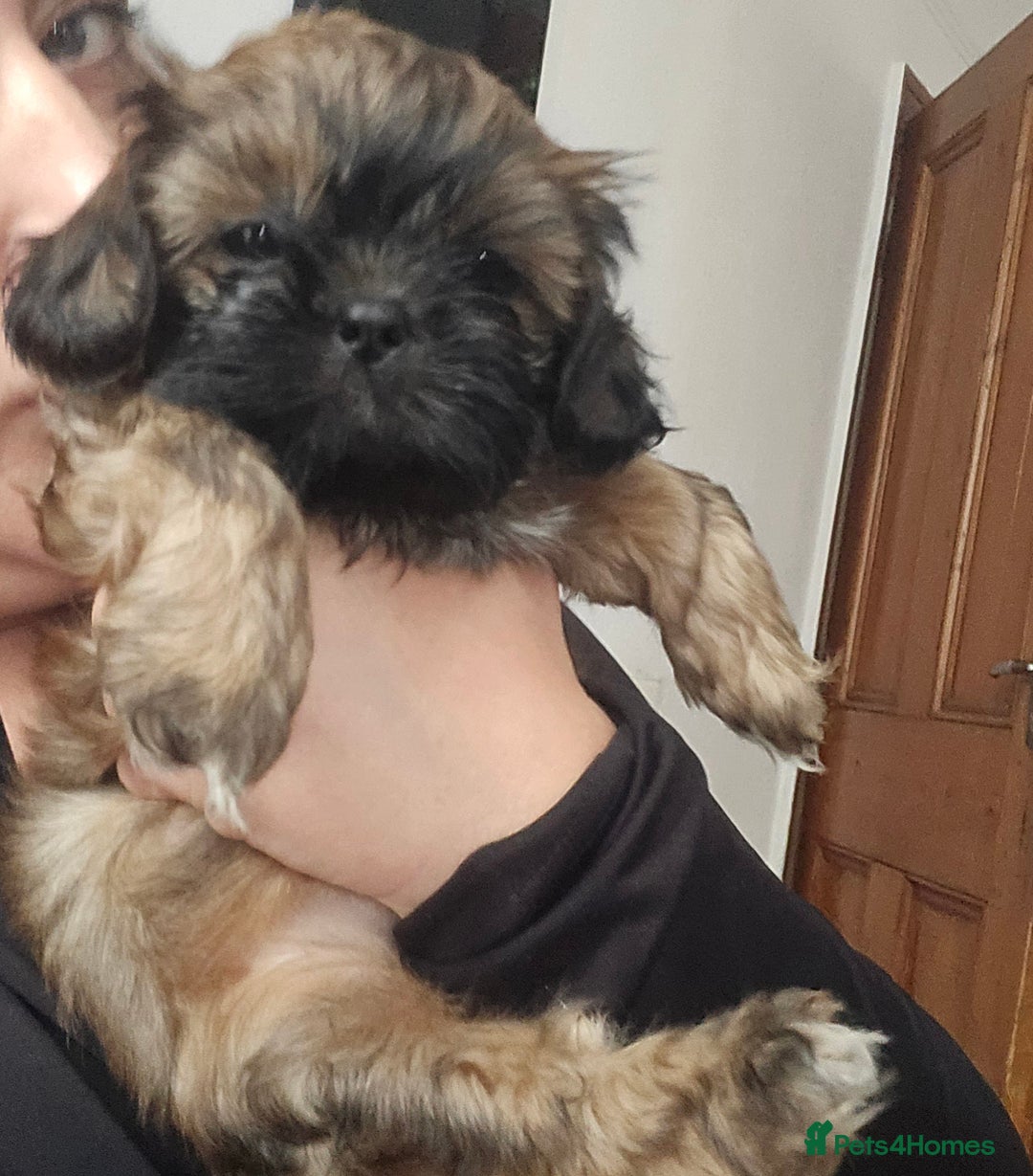 Shih Tzu dogs for sale: Female  - Image 9