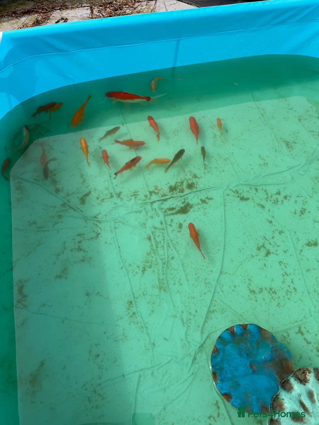 Goldfish fish for sale: Lots of pond goldfish in Axbridge - Advert 1
