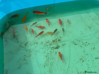 Goldfish fish Lots of pond goldfish - Advert 15