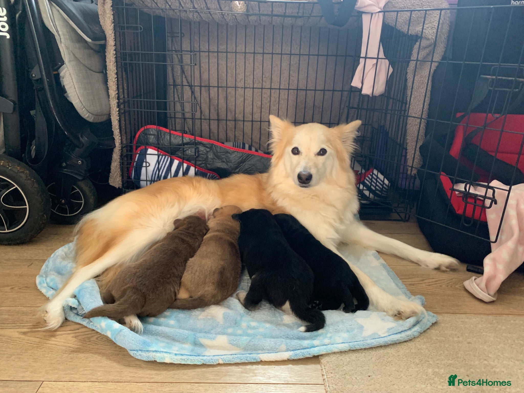 Mixed Breed dogs Collie mix pups - Advert 3