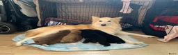 Mixed Breed dogs for sale: Collie mix pups in Gloucester - Advert 1