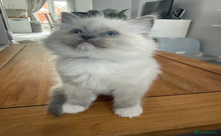 Ragdoll cats - Advert 3