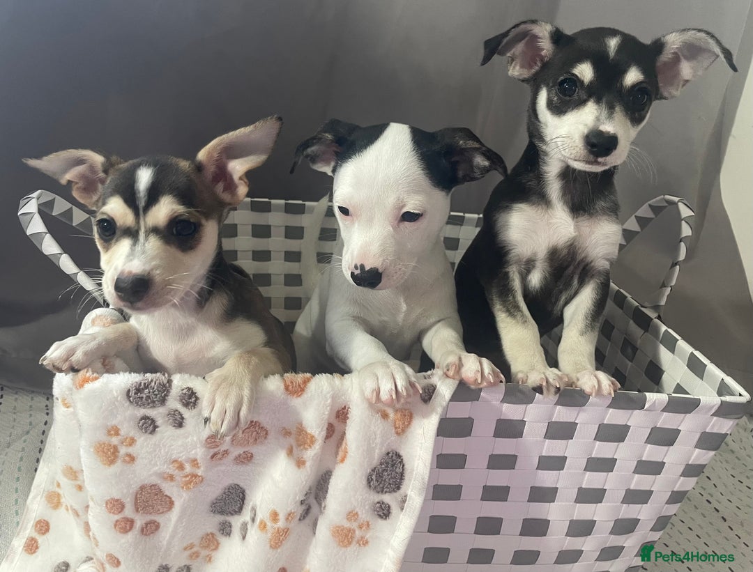 Mixed Breed dogs for sale: Puppies looking for forever homes 🐾 in Wrexham - Image 3