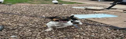 Jack Russell dogs for sale: 5 beautiful Jack Russell Puppies  - Advert 12