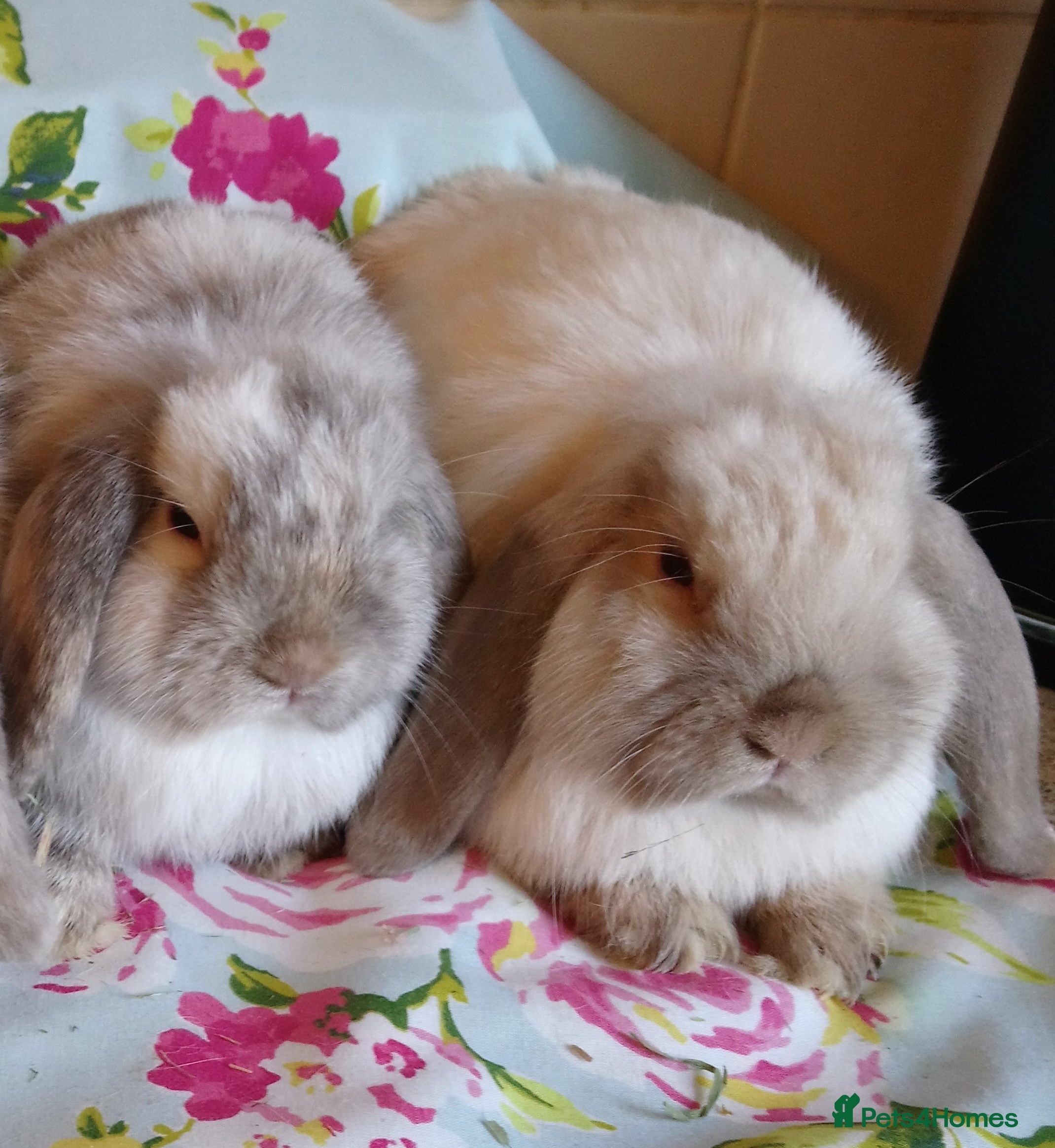 Mini Lop rabbits Pedigree Mini Lops - Advert 5