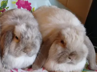 Mini Lop rabbits Pedigree Mini Lops - Advert 5