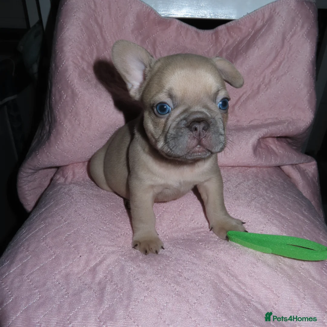 French Bulldog dogs for sale: French Bulldog Puppies Ready for Forever Home - Advert 6