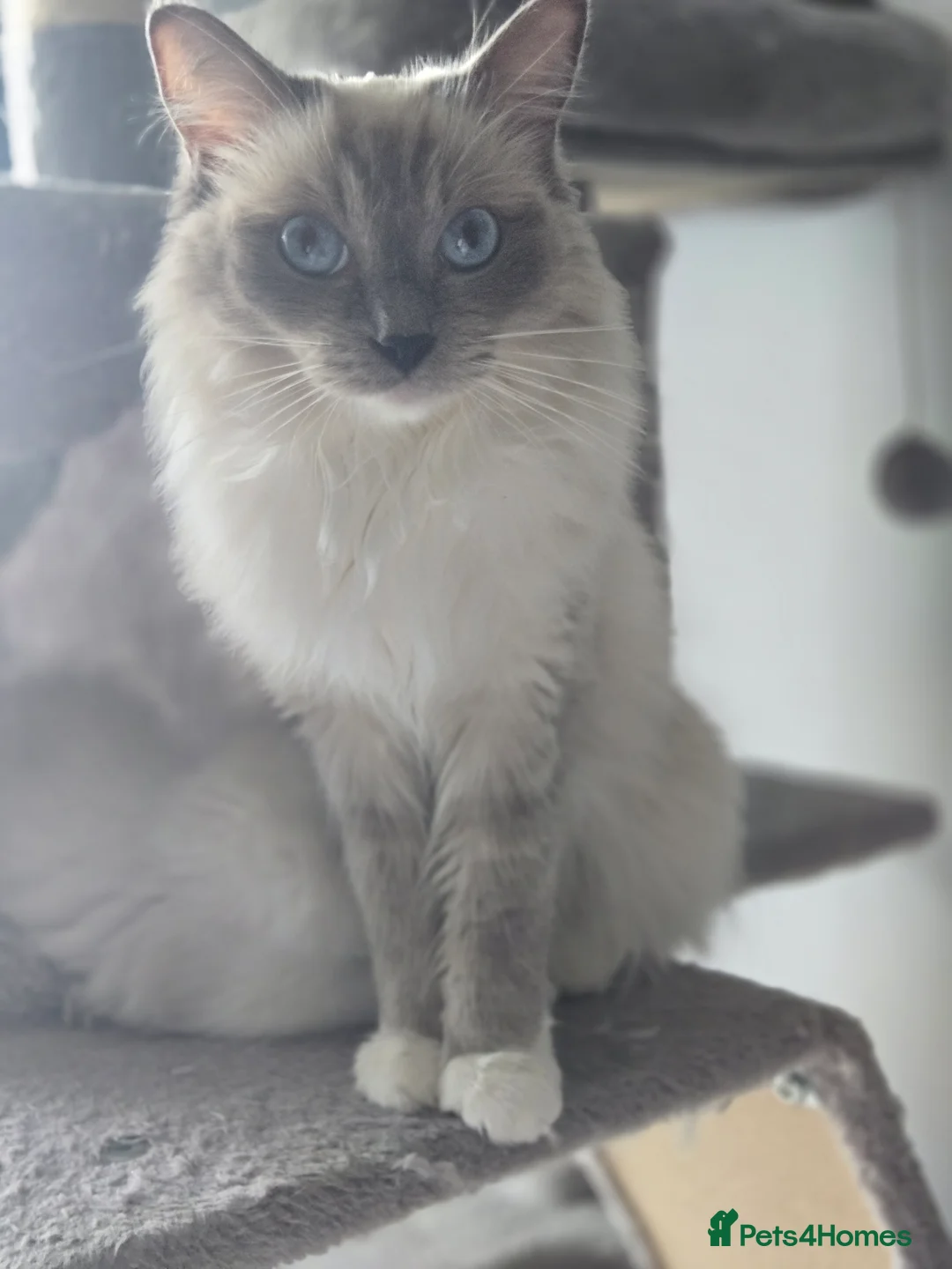 Ragdoll cats for sale: Mitted Pedigree Ragdoll Queen - Advert 1