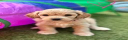 Cavapoochon dogs for sale:  Extensively health-tested parents 💫 - Advert 25