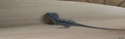 Bearded Dragon reptiles for sale: Baby bearded dragon  in Bridgend - Advert 18
