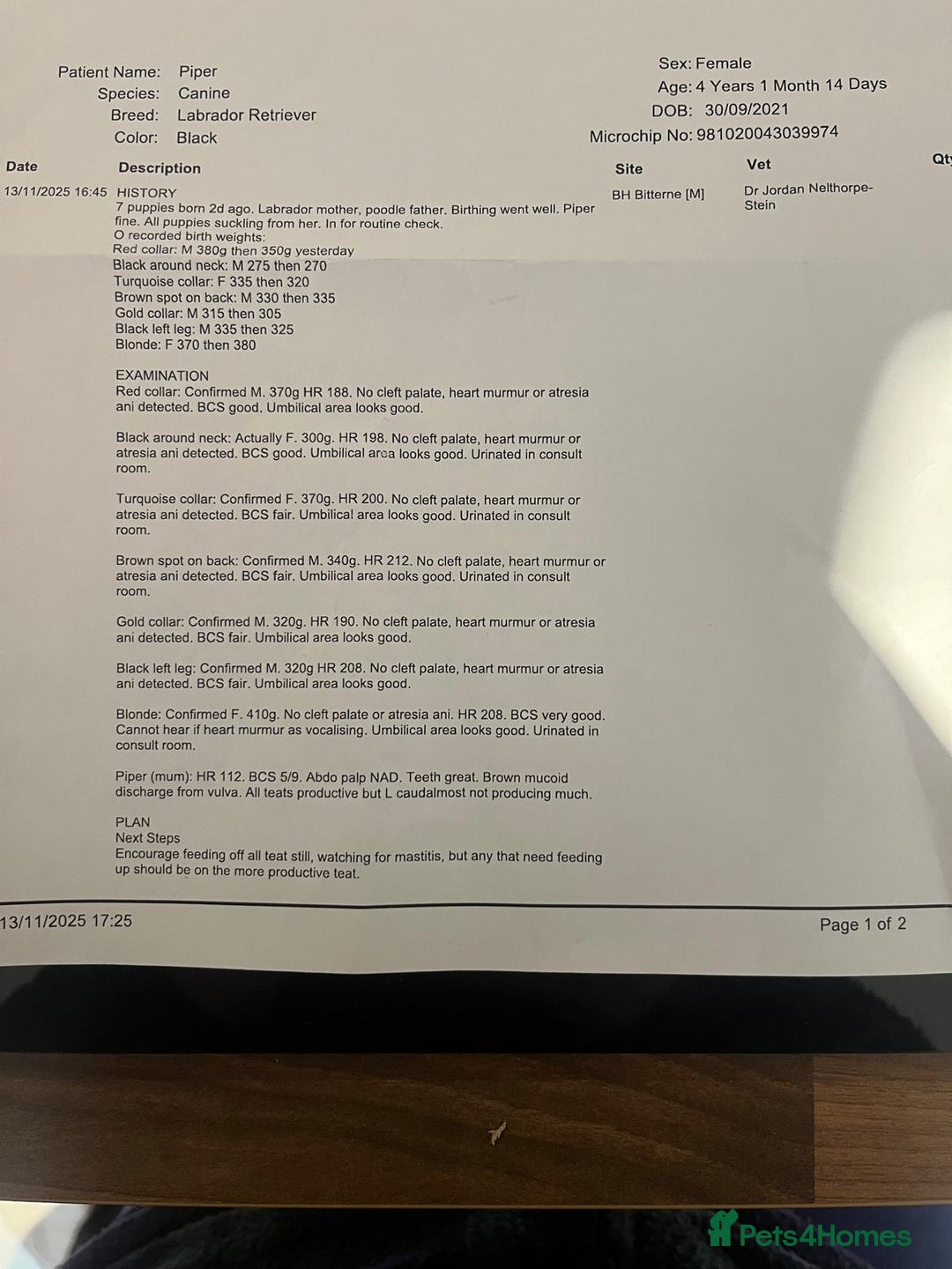 Labradoodle dogs for sale: Labradoodle puppies (home-raised) for sale - Advert 6