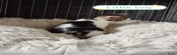 Mixed Breed cats for sale: Kittens adorable  - Advert 18