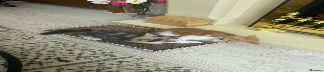 Dilute calico (yellow collar)