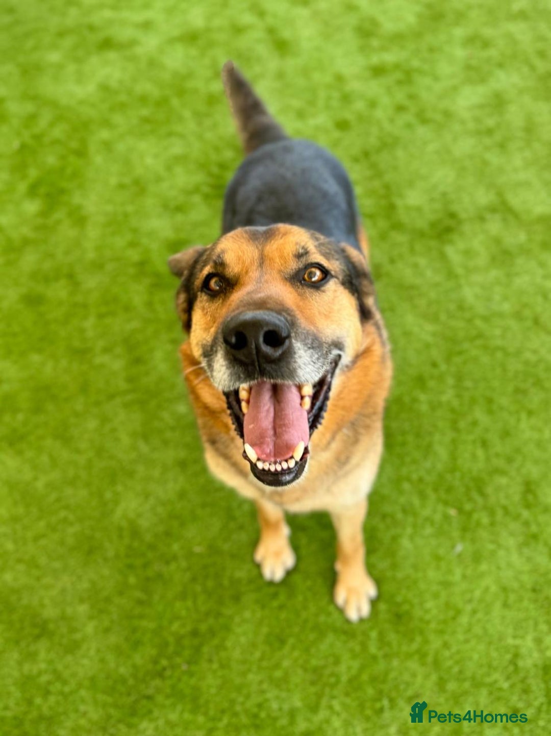 German Shepherd dogs for adoption: The sad story of Bruno - Advert 3