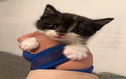 Mixed Breed cats for sale: Beautiful Kittens For Sale  - Image 3