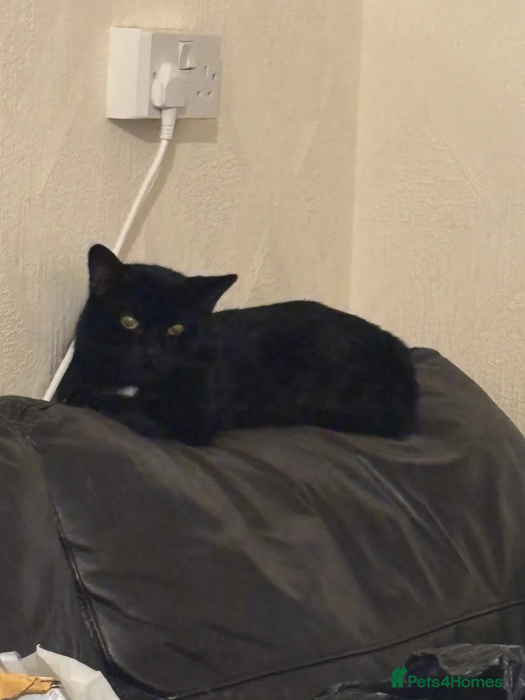 Mixed Breed cats for sale: x1 Adult Male Indoor Only Cat for Rehoming - Advert 1