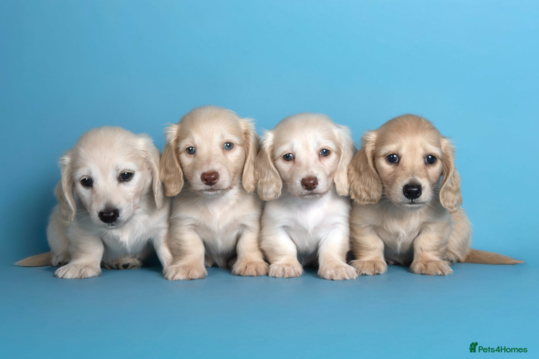 Miniature Dachshund dogs Cream Longhaired Miniature Dachshund - Advert 1