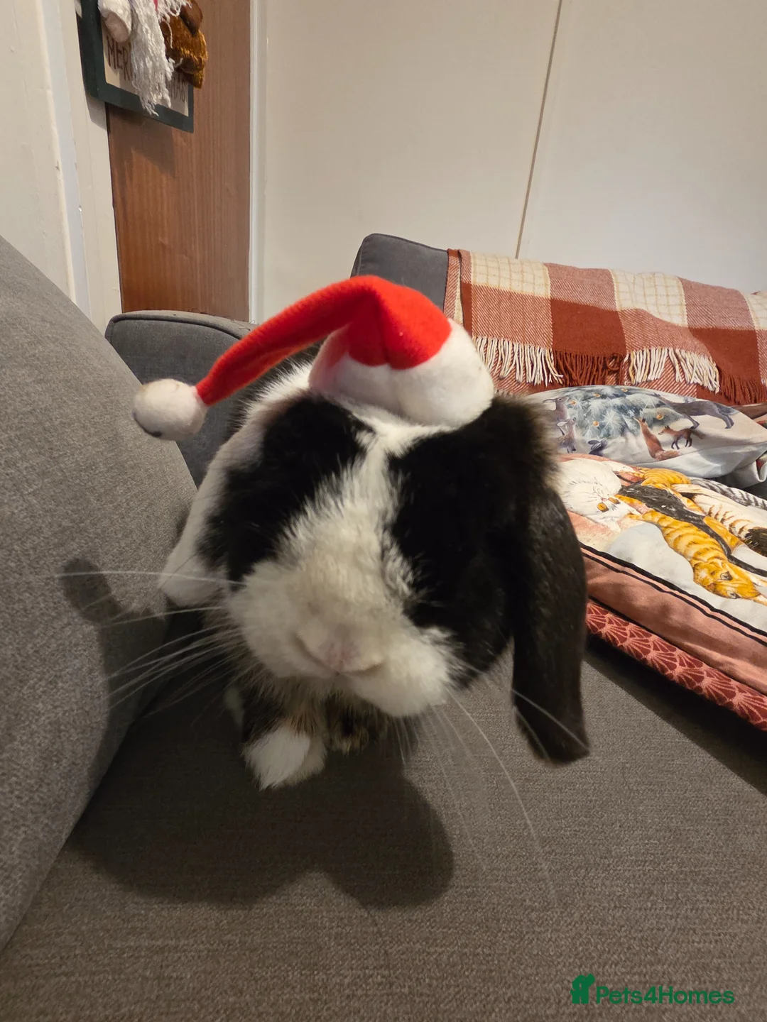 Mini Lop rabbits for sale: Boy minilop with blue eyes  - Advert 5