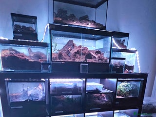 Spiders invertebrates Tarantulas For Sale - Advert 1