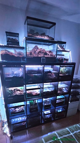 Spiders invertebrates Tarantulas For Sale - Advert 1