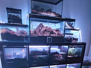 Spiders invertebrates Tarantulas For Sale Amazing collection - Advert 2