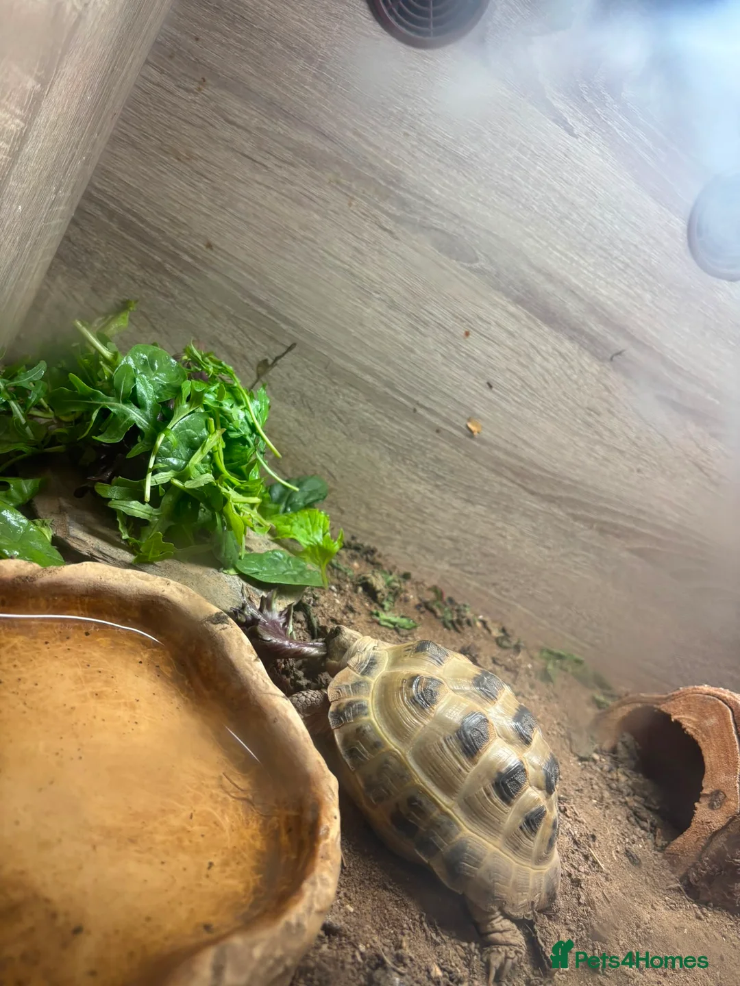 Hermann Tortoise reptiles for sale: Russian Tortoise needs rehoming  - Advert 2