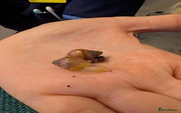 Snails invertebrates for sale: Baby African Land Snails - Image 5
