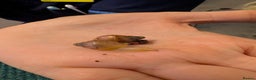 Snails invertebrates for sale: Baby African Land Snails - Advert 5