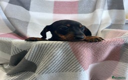 Dachshund dogs for sale: Dachshund puppies - Image 16
