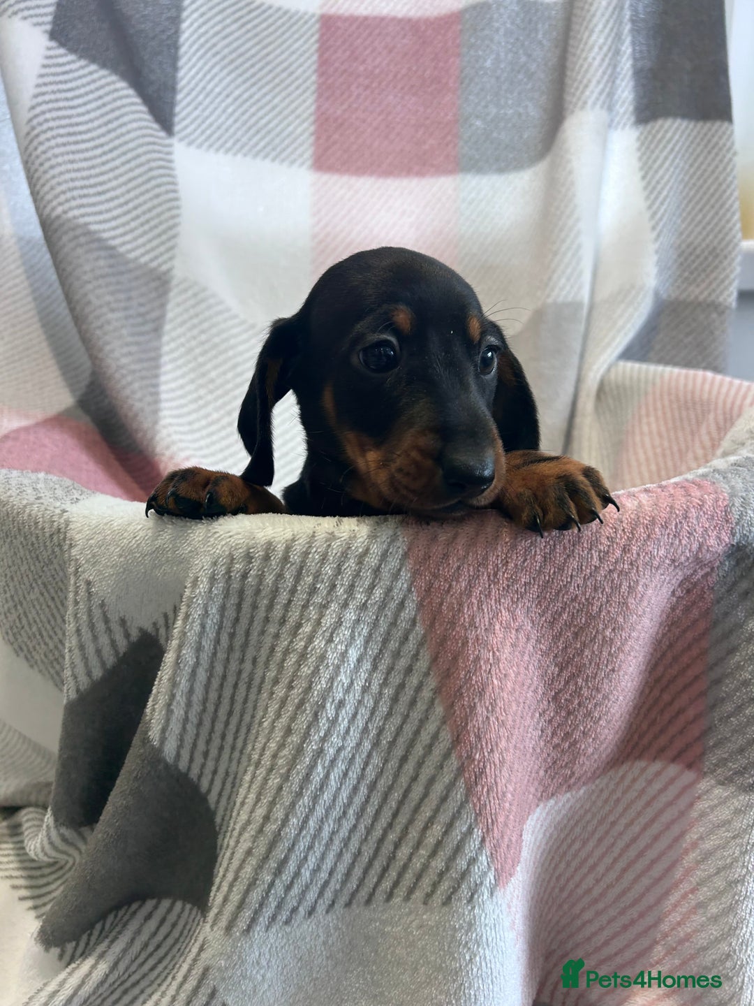 Dachshund dogs for sale: Dachshund puppies - Image 16
