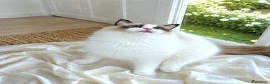 Ragdoll Kitten 2