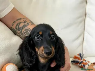 Miniature Dachshund dogs Long haired Dachshund puppies ready! - Advert 17