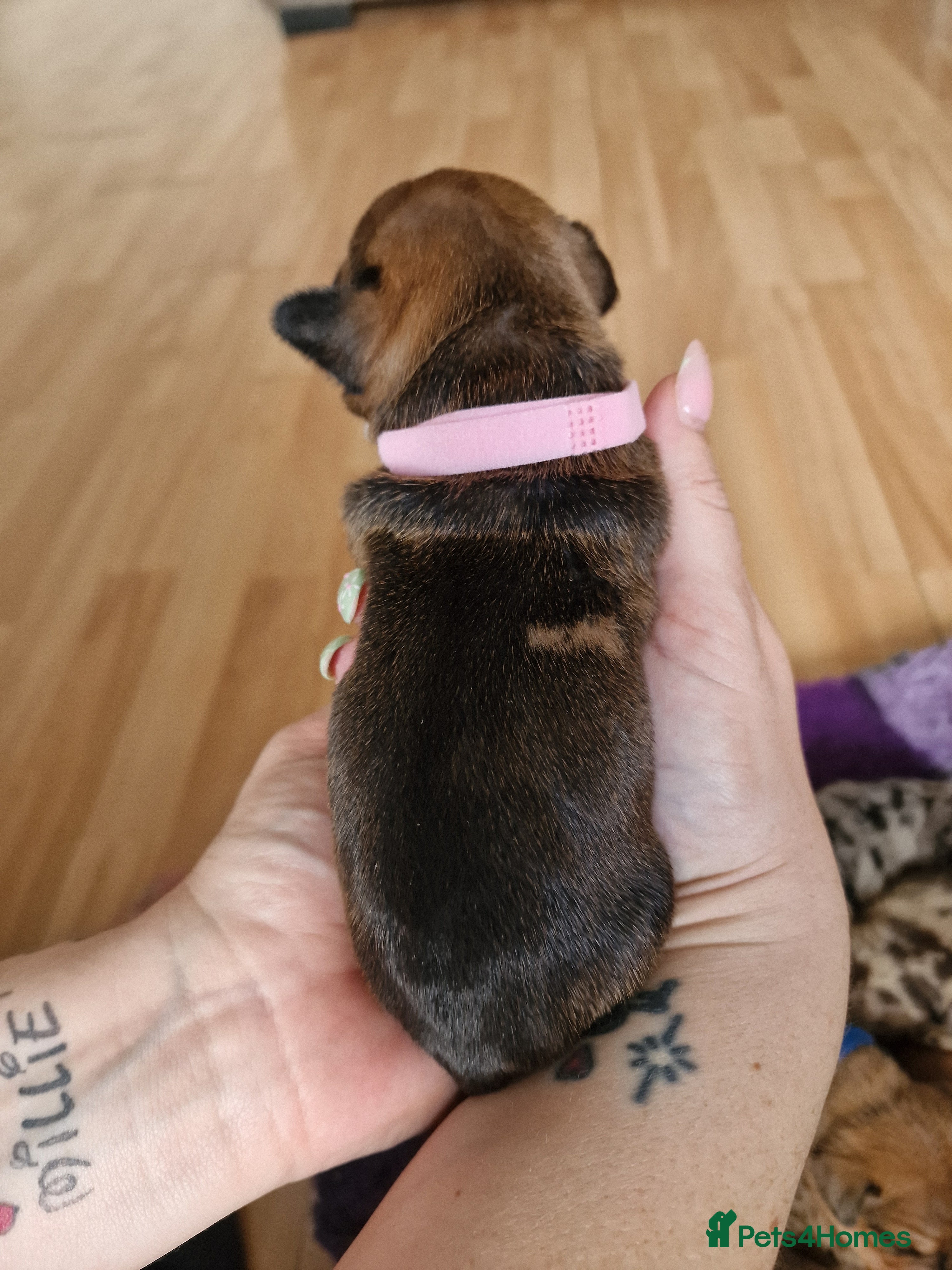 Mixed Breed dogs for sale: French Bulldog x Miniature Dachshund Puppies - Advert 13
