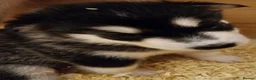 Alaskan Malamute dogs for sale: KC malamute puppies rare colours,exceptional lines - Advert 8