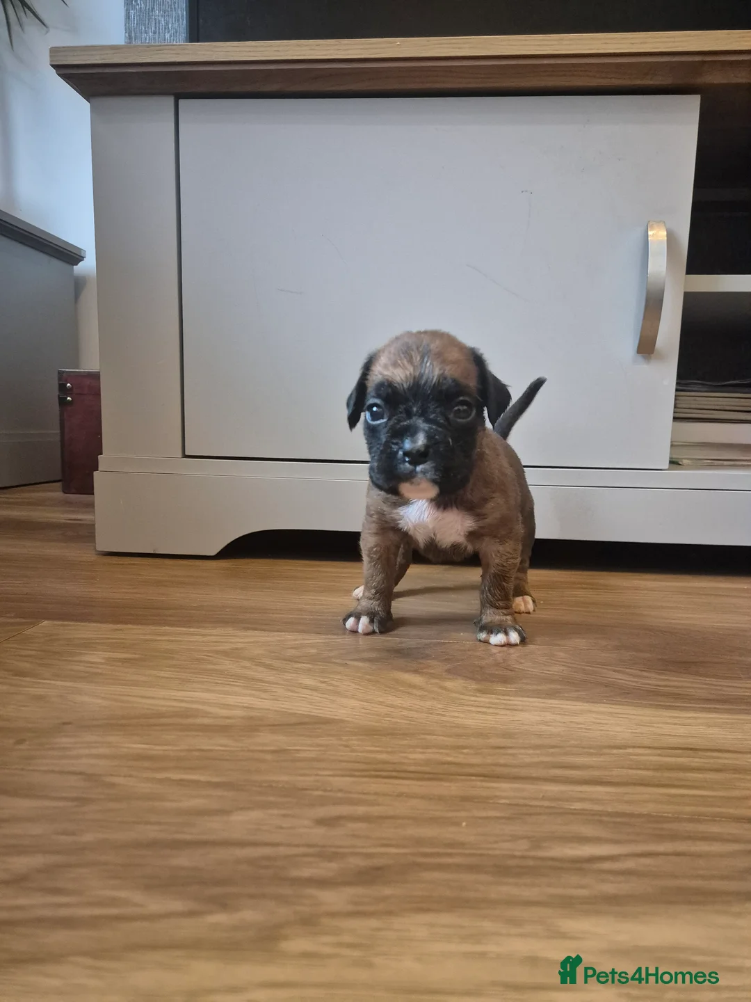 Boxer dogs for sale: STUNNING KC BOXER PUPPIES WITH CHAMPION BLOODLINES - Advert 10