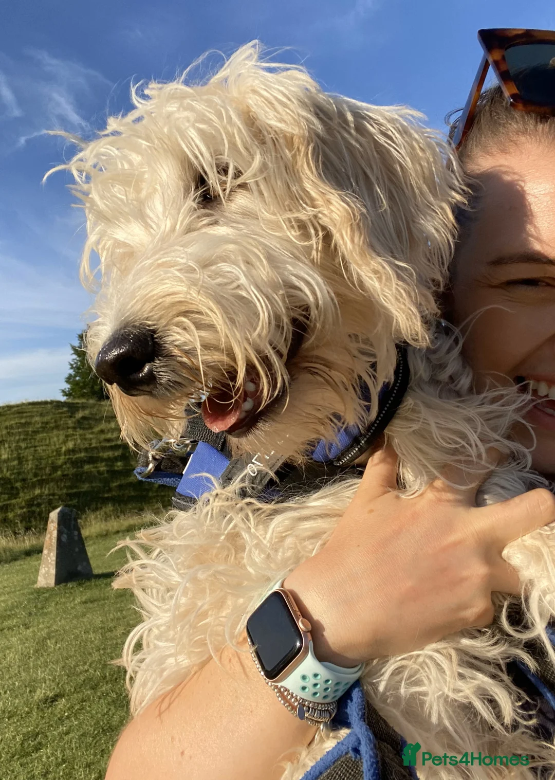 Labradoodle dogs for stud: Multigen/F3b Labradoodle Stud in Calne - Advert 5