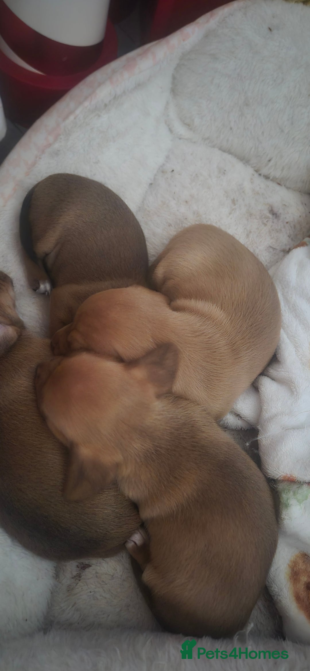 Dachshund dogs for sale: Datchounds - Advert 2