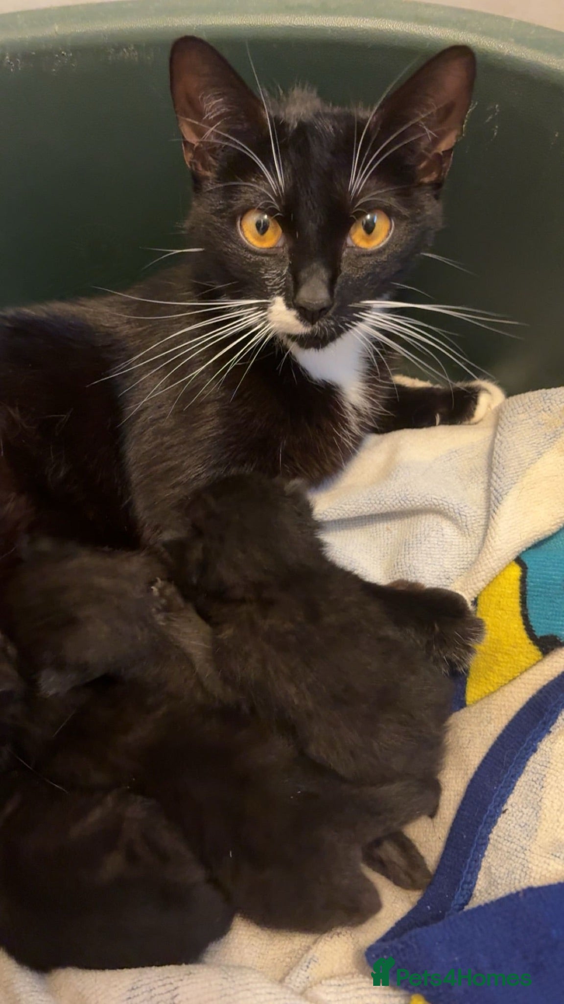 Mixed Breed cats 3 beautiful black female kittens for sale  - Advert 1