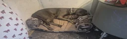 Cane Corso dogs for sale: Nyla  - Advert 7