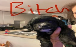 Sprocker dogs for sale: 5 left of gorgeous sprocker puppies - Image 7