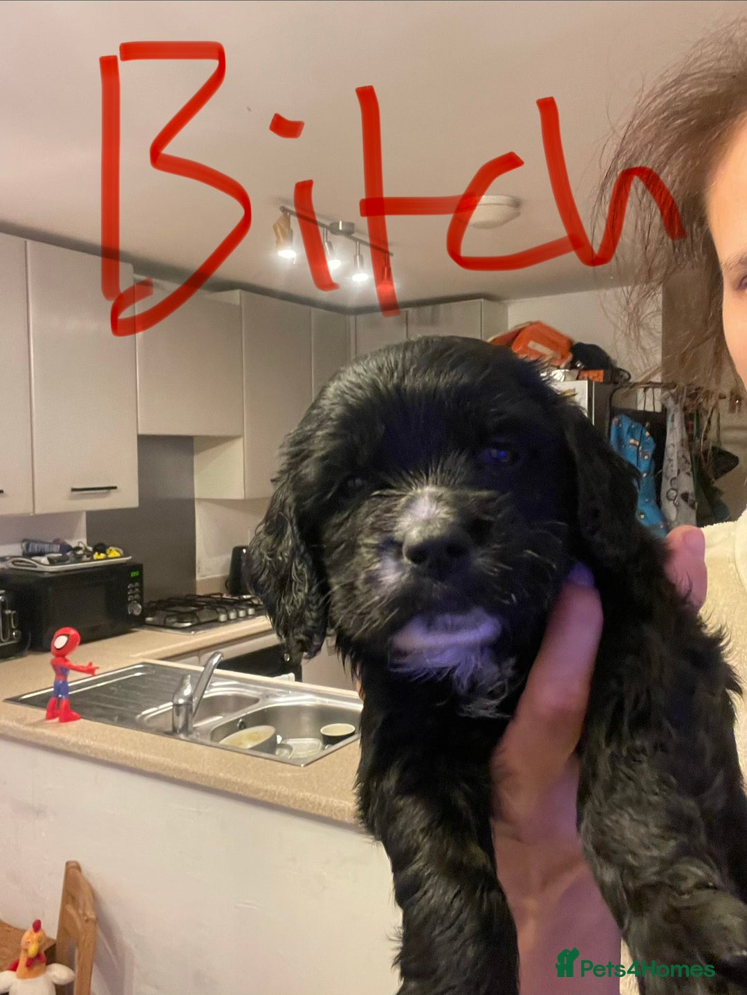 Sprocker dogs for sale: 5 left of gorgeous sprocker puppies - Image 7