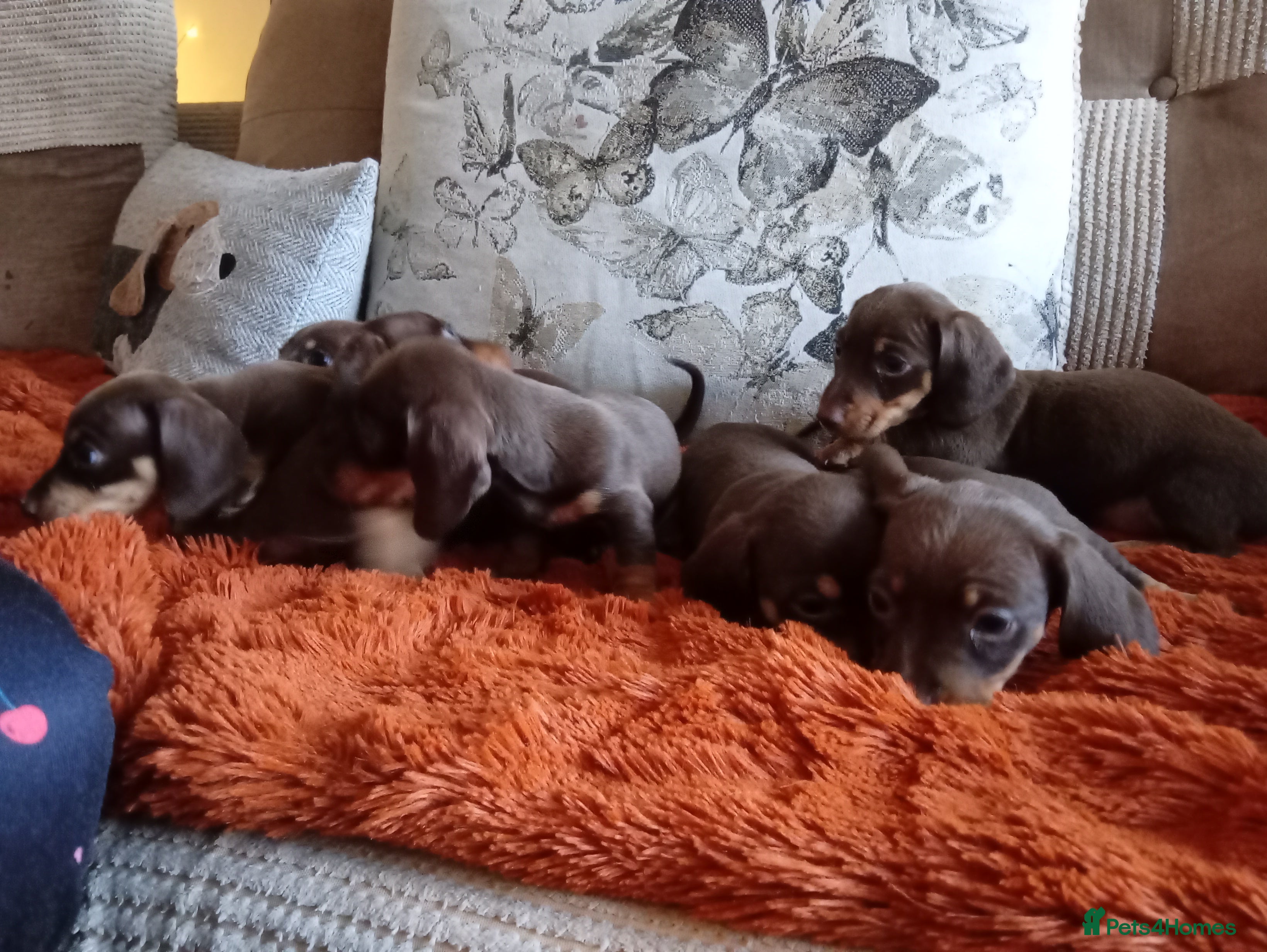 Dachshund dogs 7 beautiful chocolate dachshund puppies - Advert 1